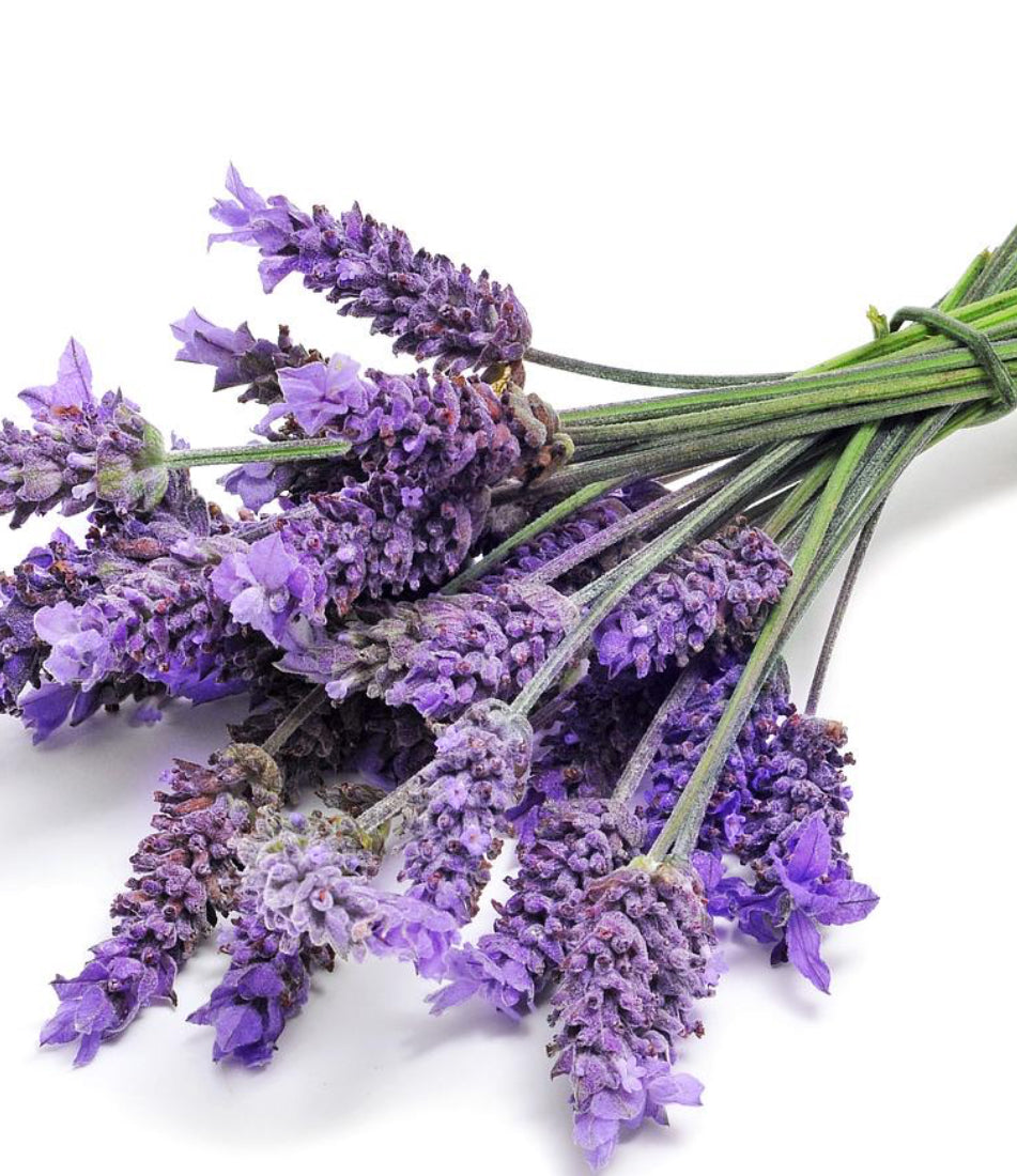 16oz Fragrance Oils